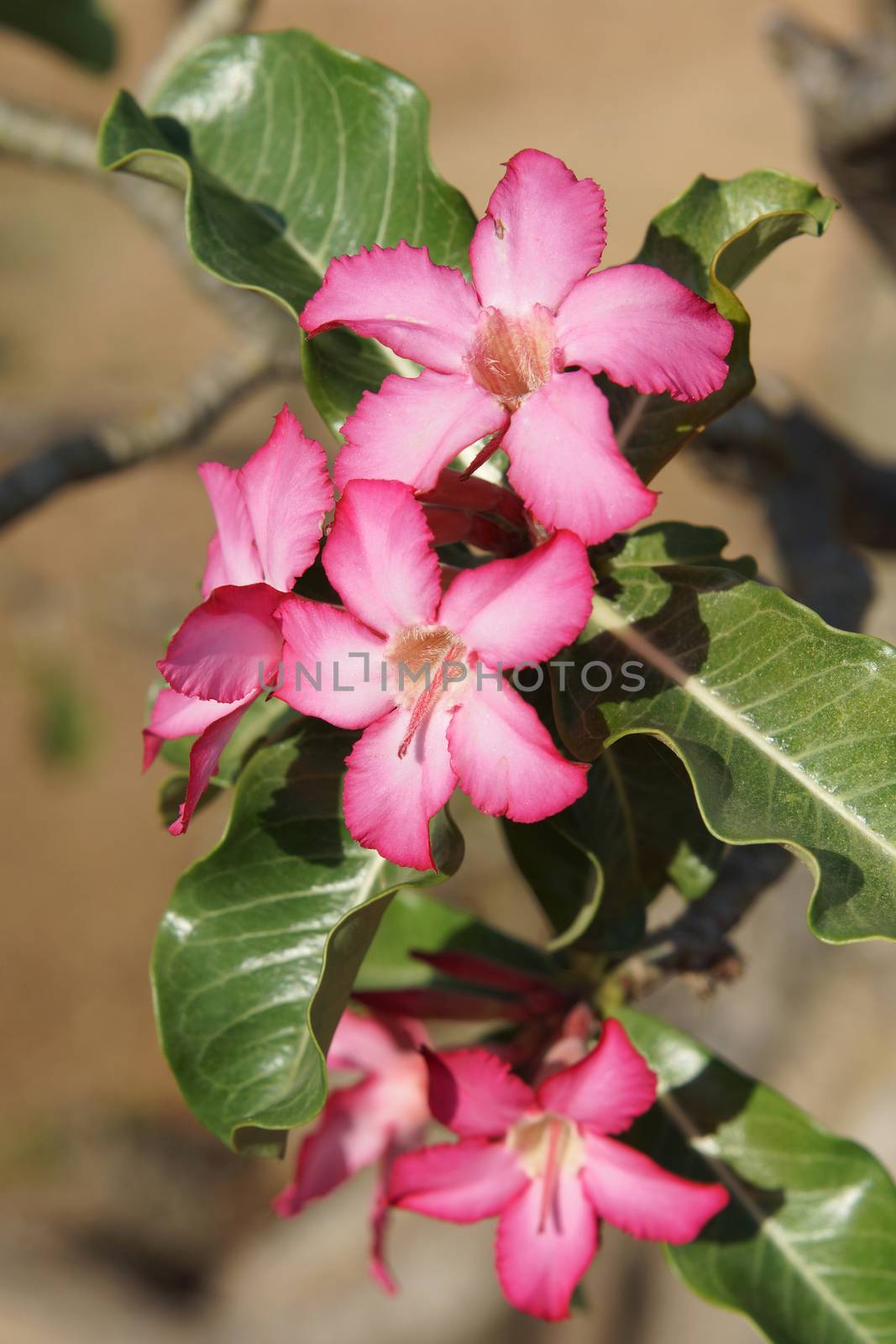 Desert-rose in the south of Ethiopia, Africa