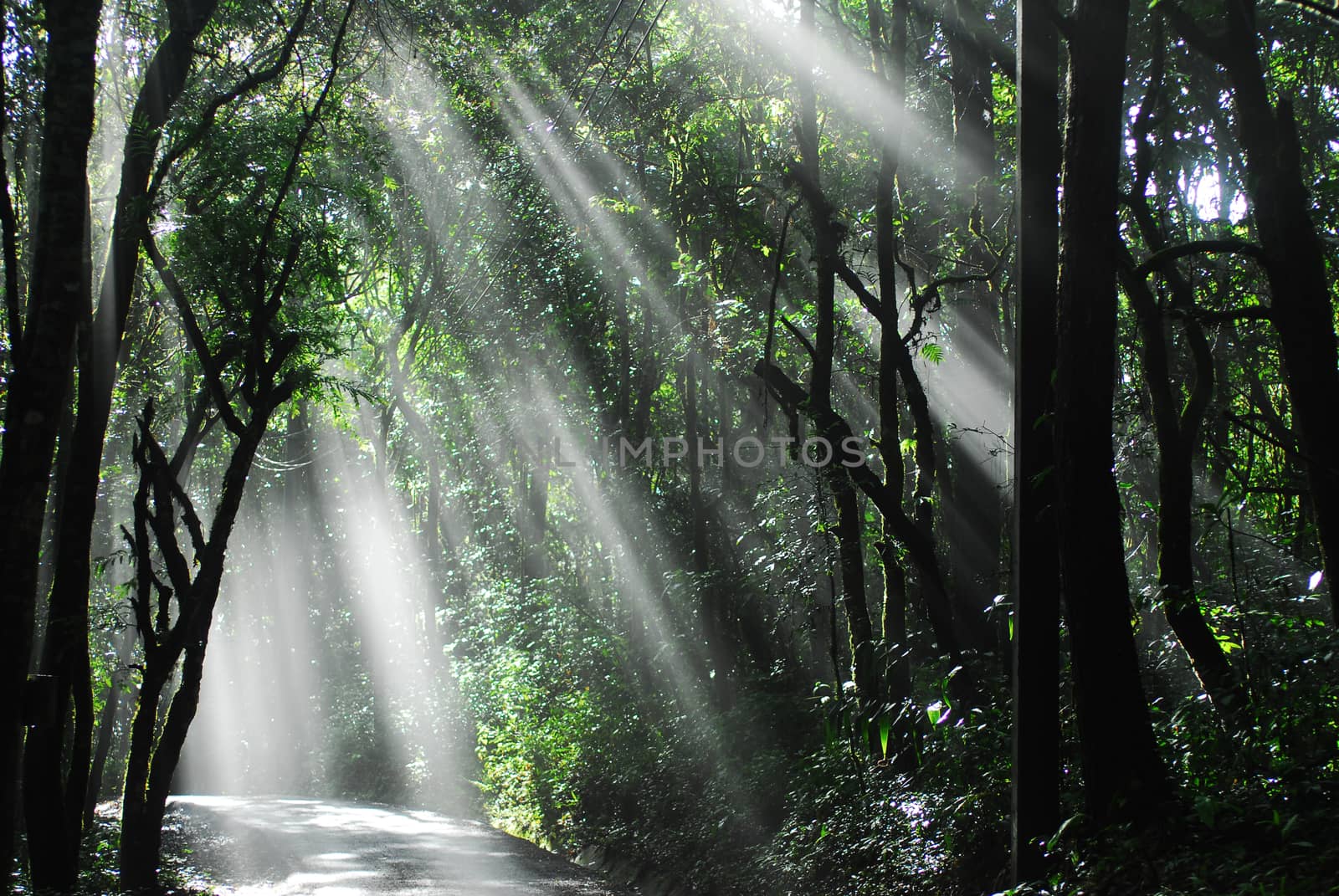 Sunlight through the trees in the woods.