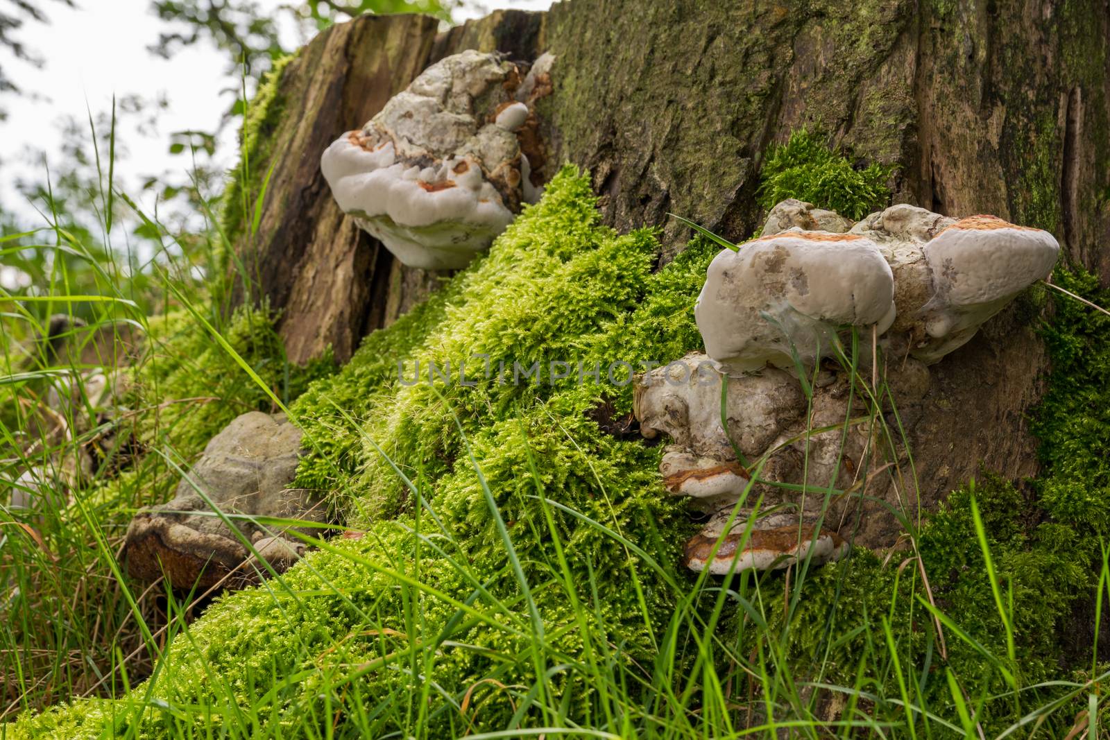 Mushrooms on side of tree stump by frankhoekzema