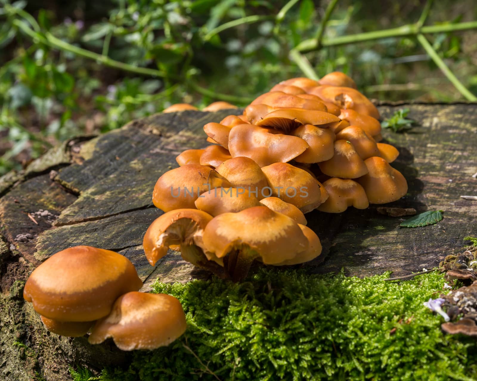 Overview of a group of brown forest mushrooms