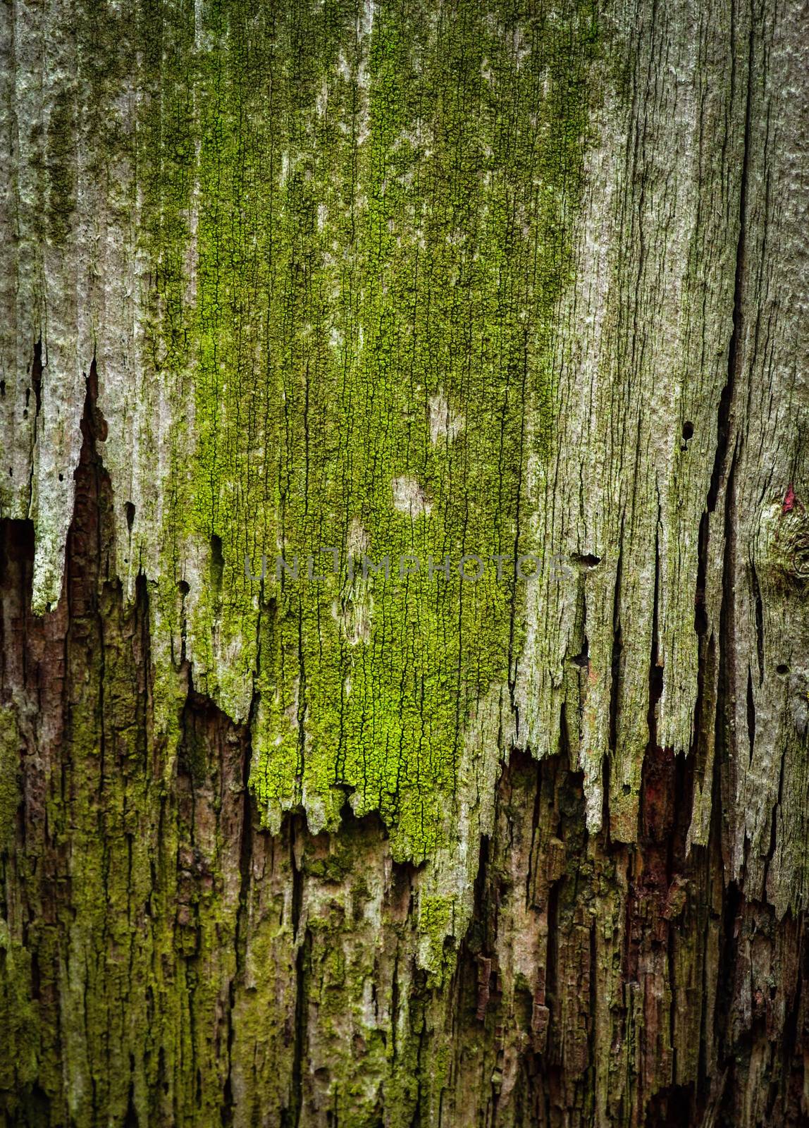 green moldy old wood by Ahojdoma