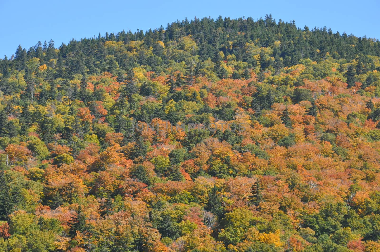 Fall Colors at the White Mountain National Forest in New Hampshire