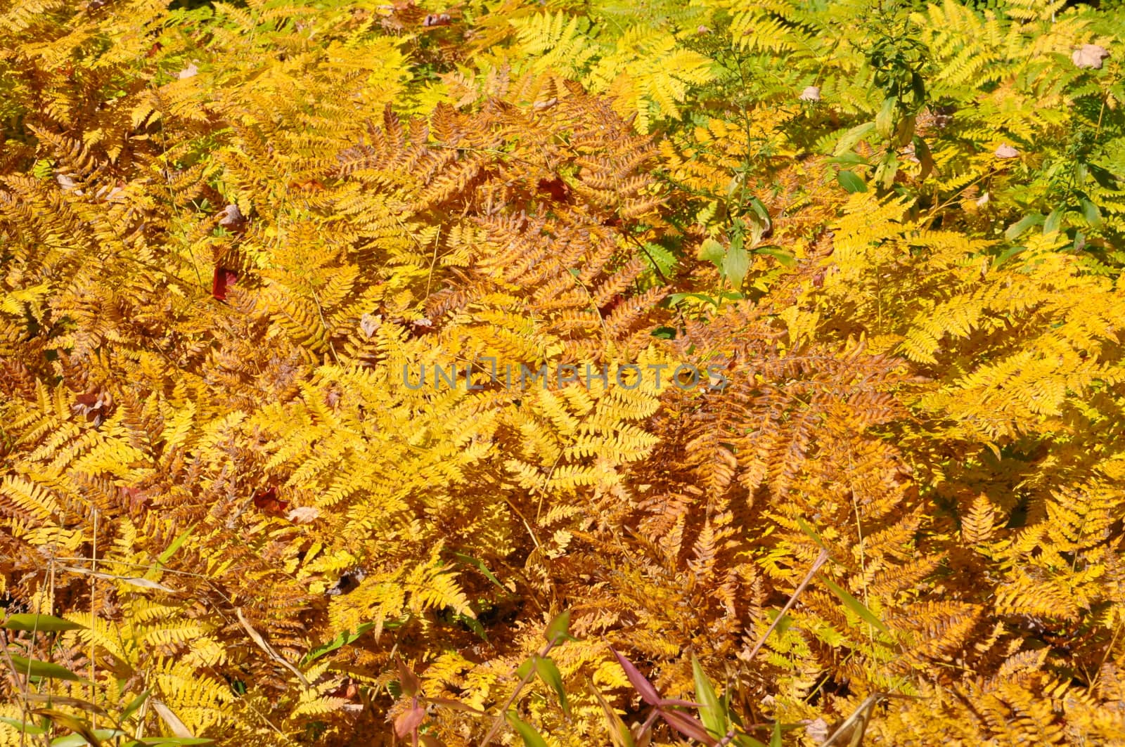 Fall Colors at the White Mountain National Forest in New Hampshire