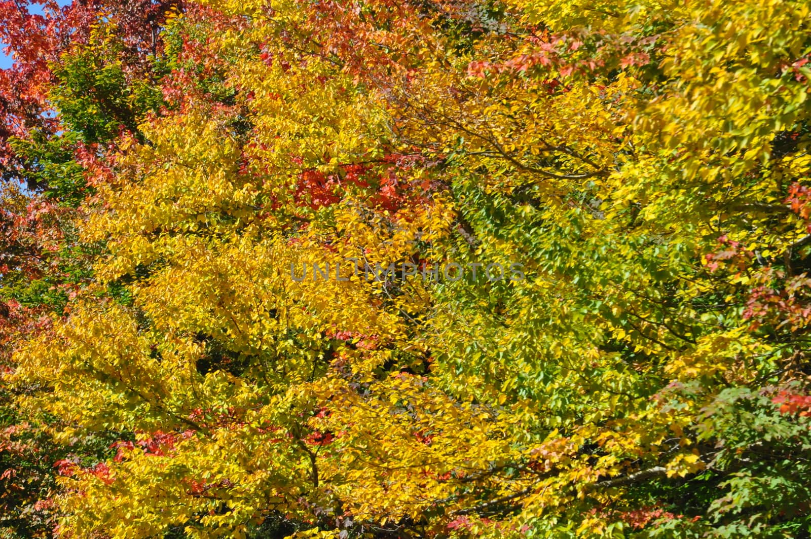 Fall Colors at the White Mountain National Forest in New Hampshire