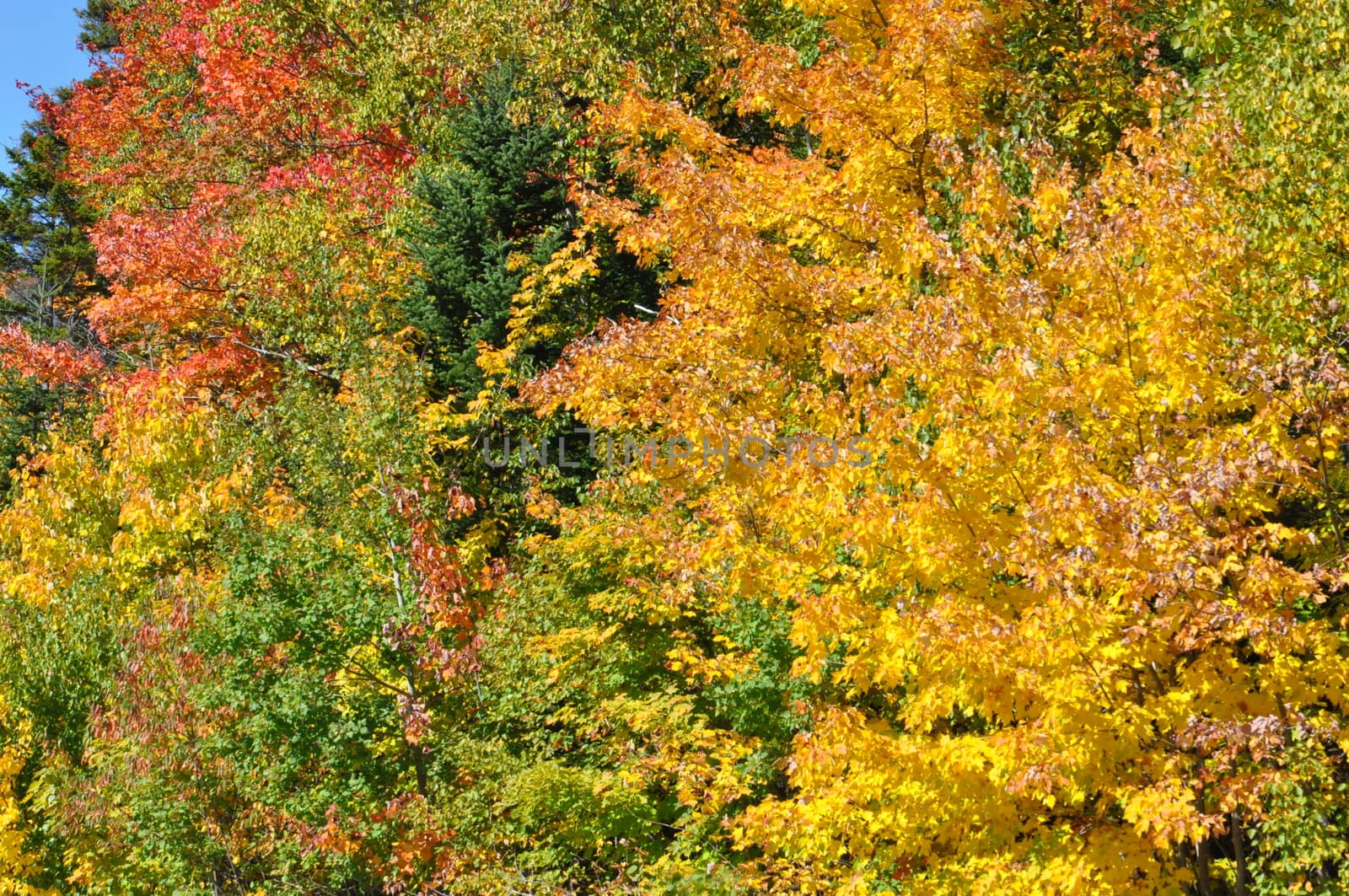 Fall Colors at the White Mountain National Forest in New Hampshire