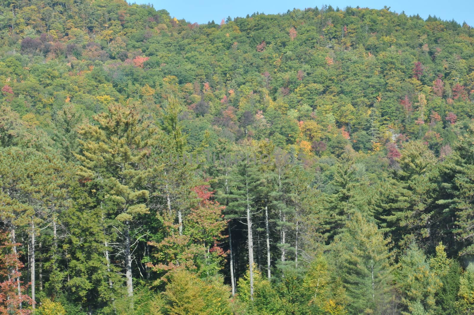 Fall Colors at the White Mountain National Forest in New Hampshire