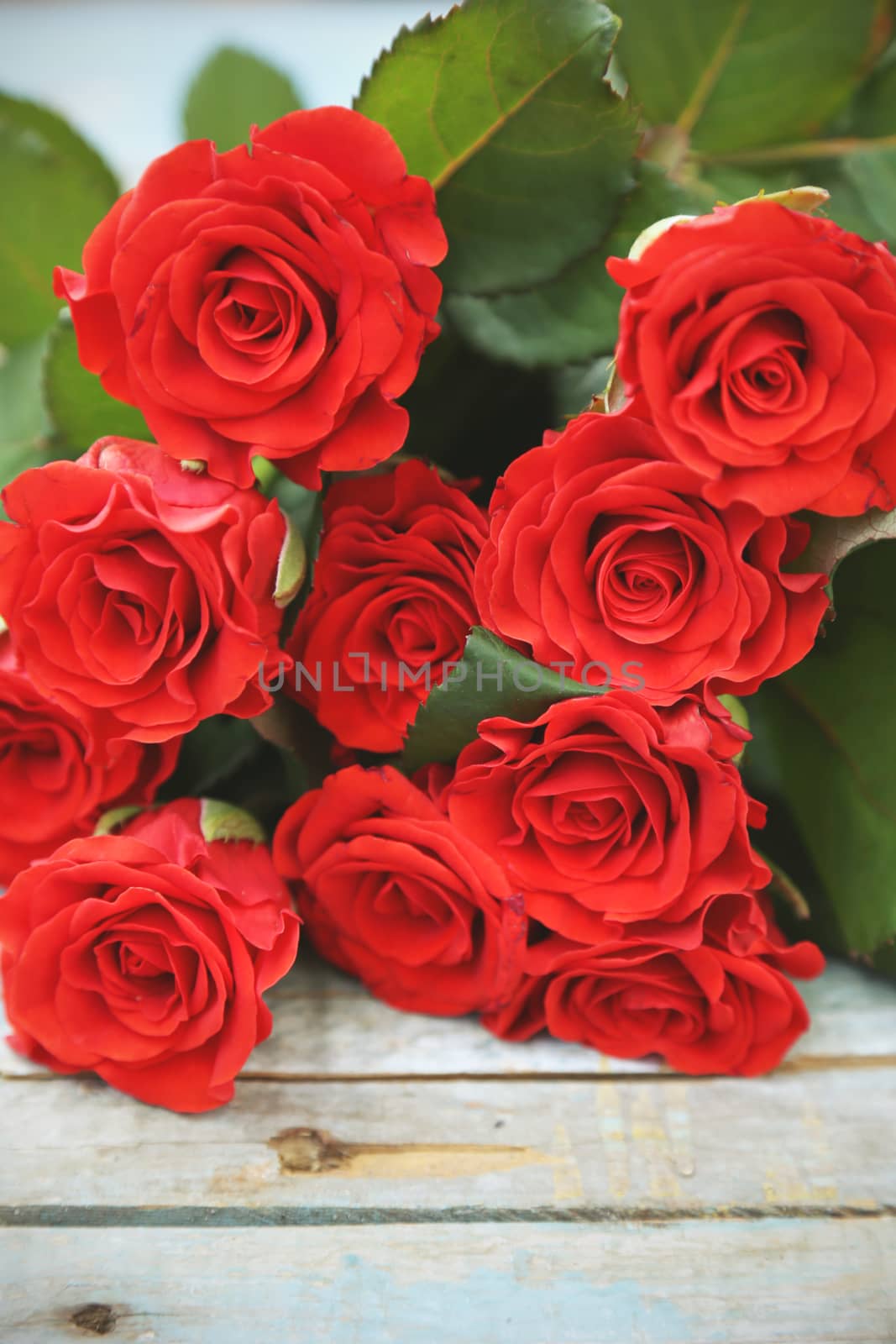 beautyful fresh red roses on wooden background