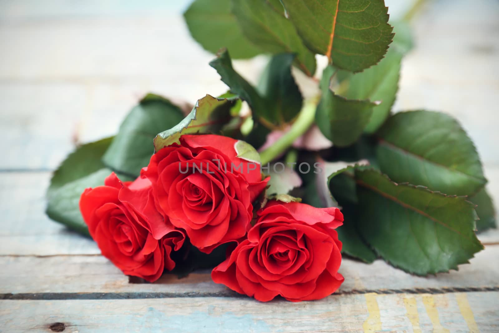 beautyful fresh red roses on wooden background
