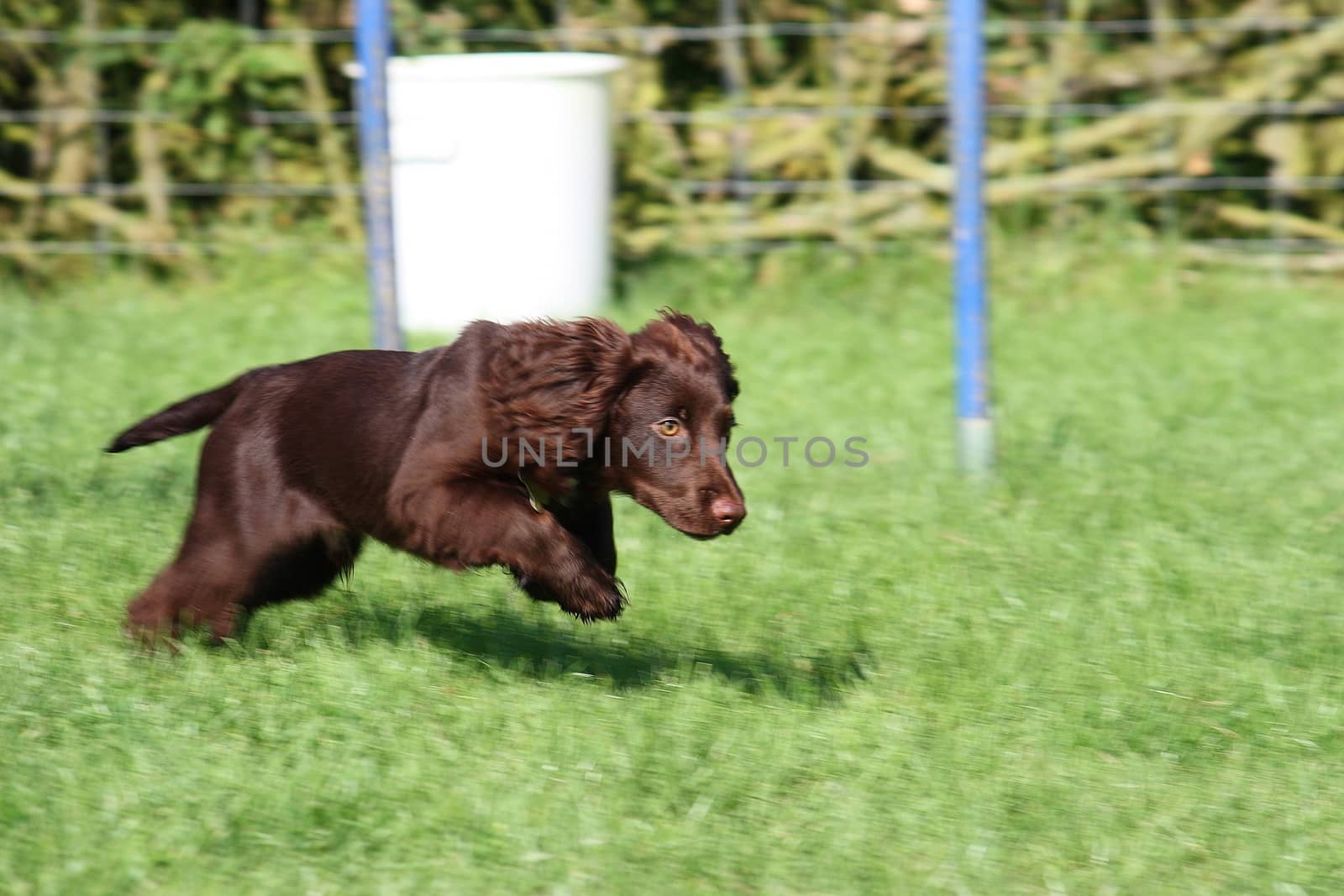 very cute young small chocolate liver working type cocker spanie by chrisga