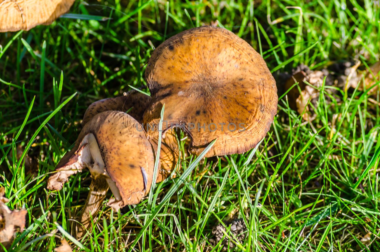 Two old mushrooms in a meadow.