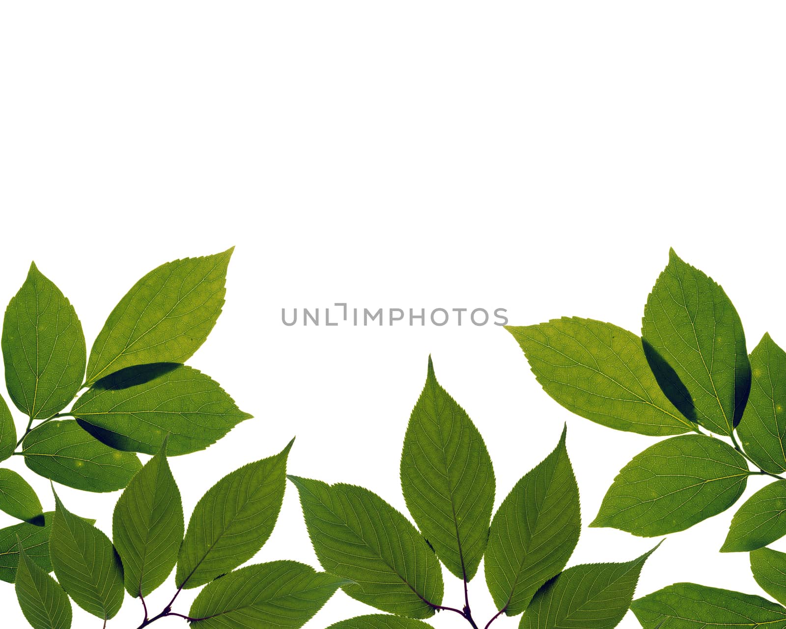 green leaves on white background by ozaiachin