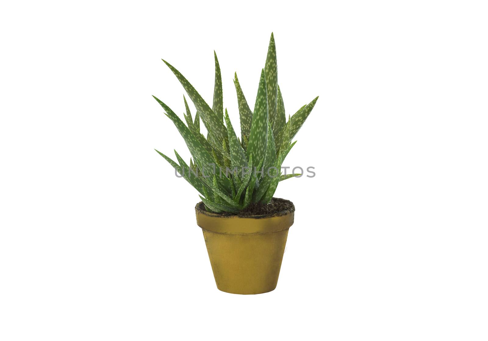 Aloe vera isolated on white