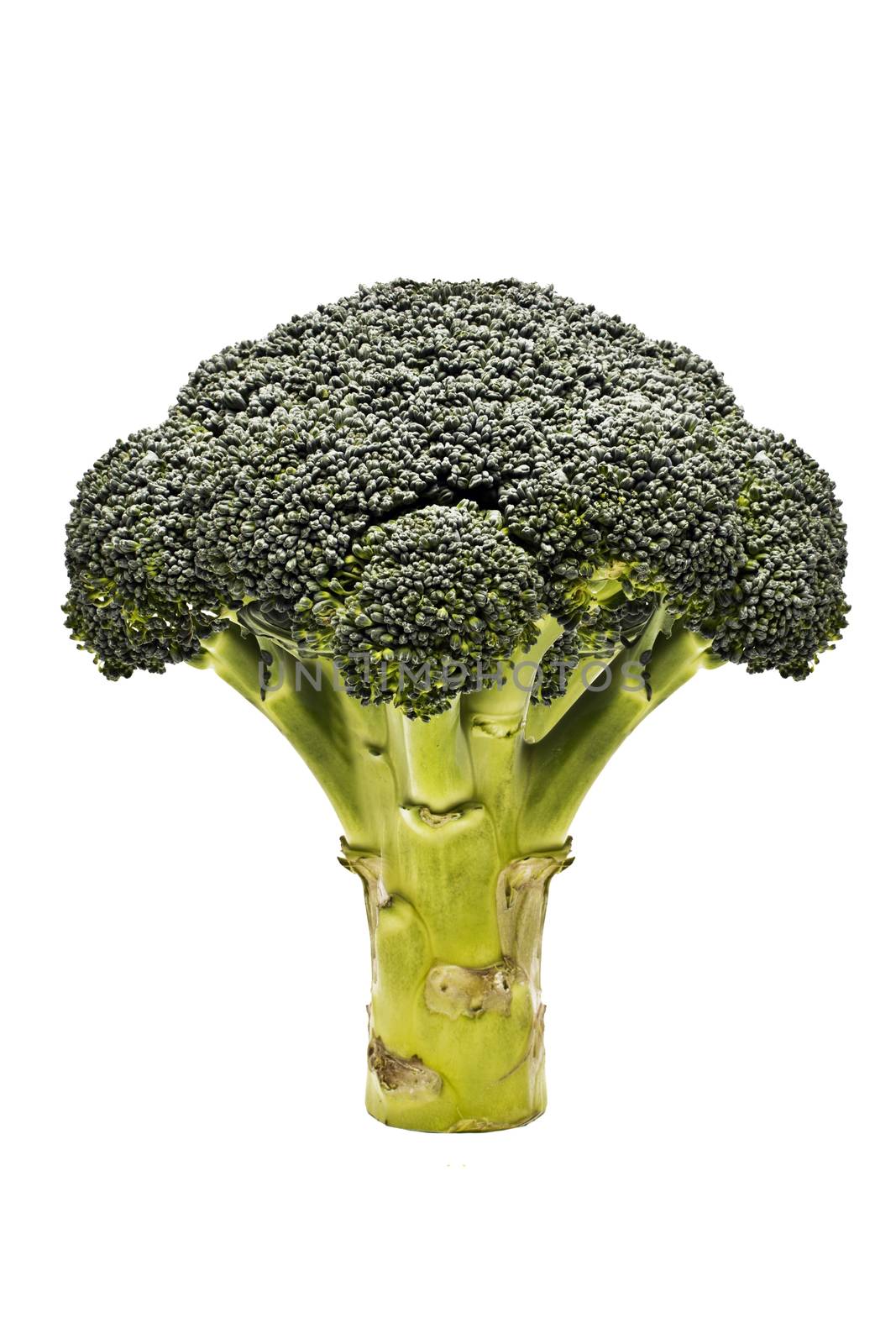 Broccoli isolated on white background