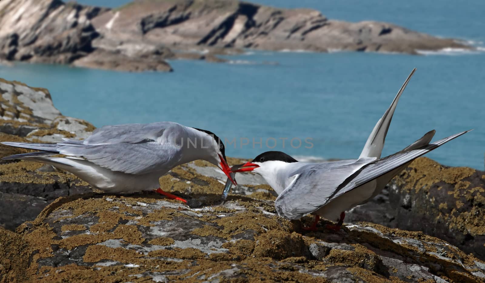A male Arctic Tern passes his catch to a female, on the Farne Islands in Northumberland, England.