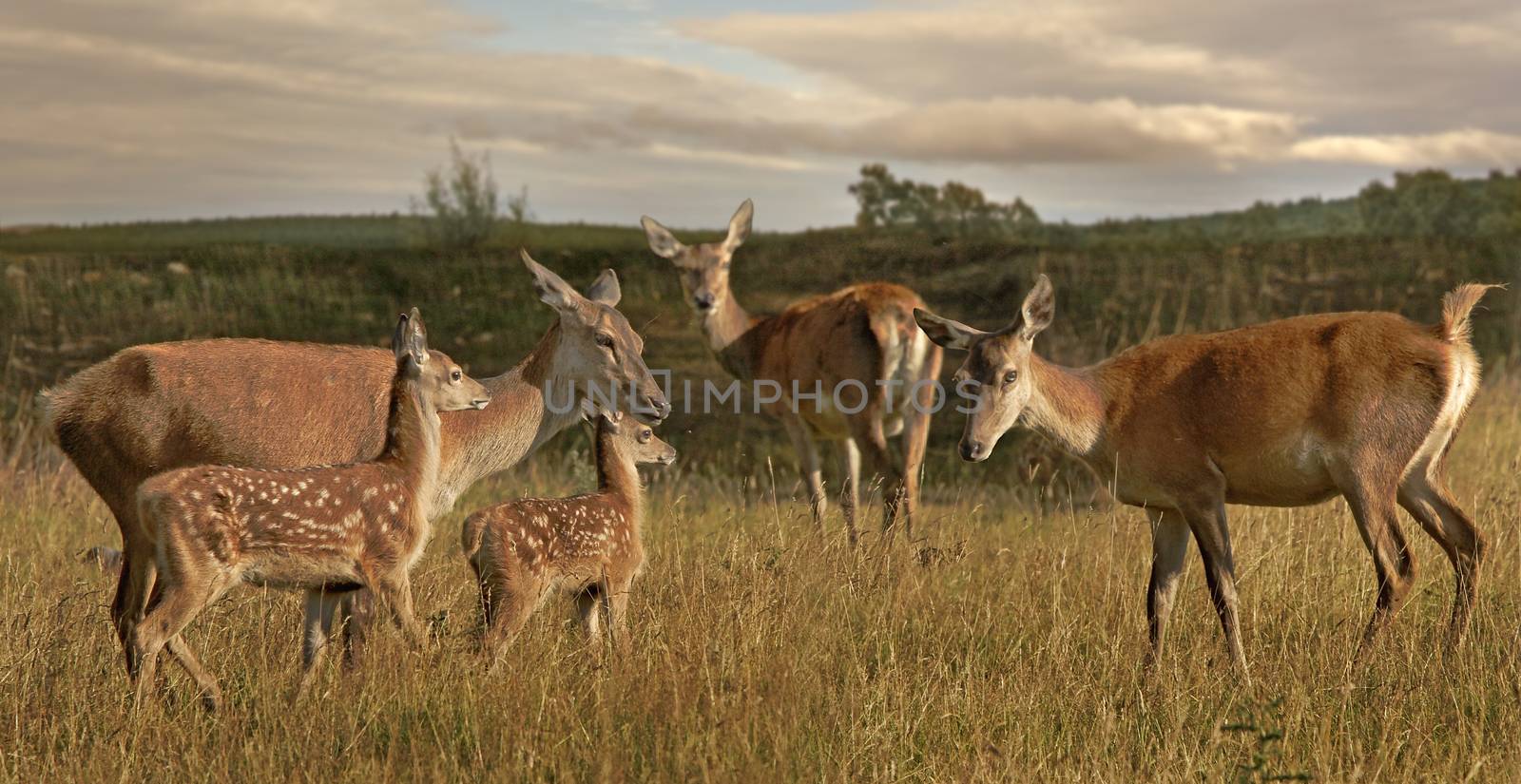 Female Fallow deer with young ones wander the hills in Yorkshire England.