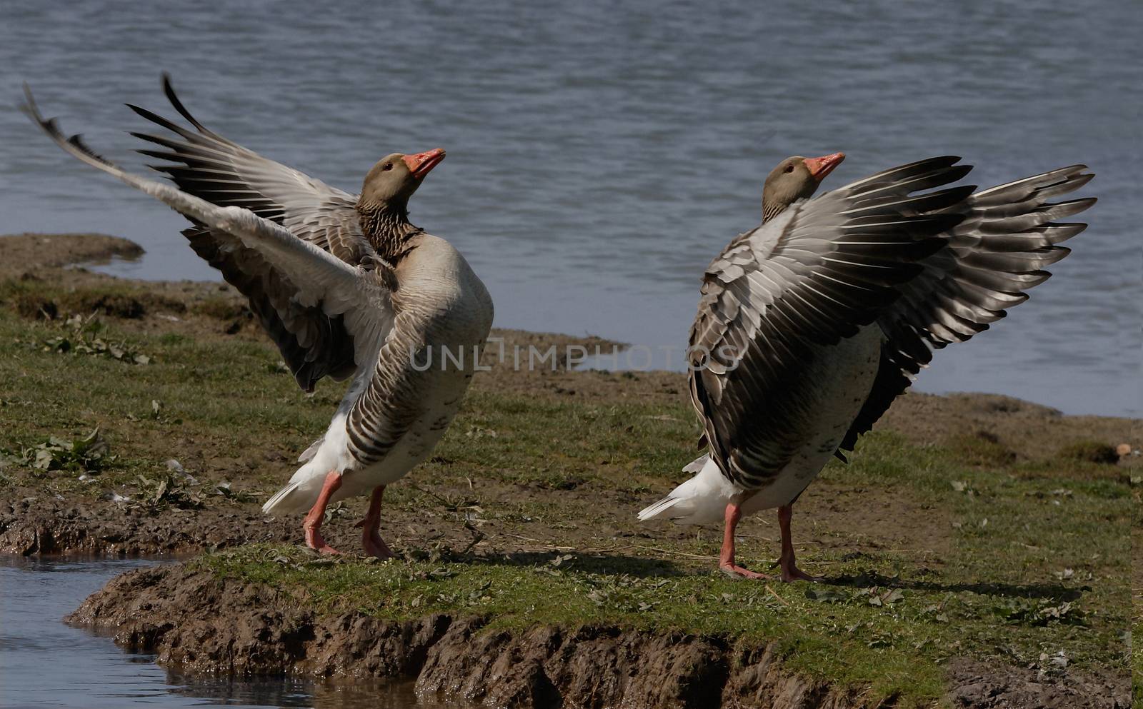 Two Greylag Geese exercising their wings, at a nature reserve in North Norfolk, England.