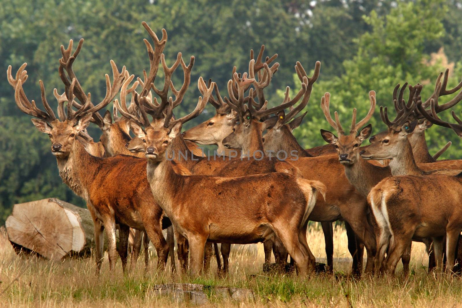 A herd of Red Deer stand allert near to woodland in Yorkshire, England.