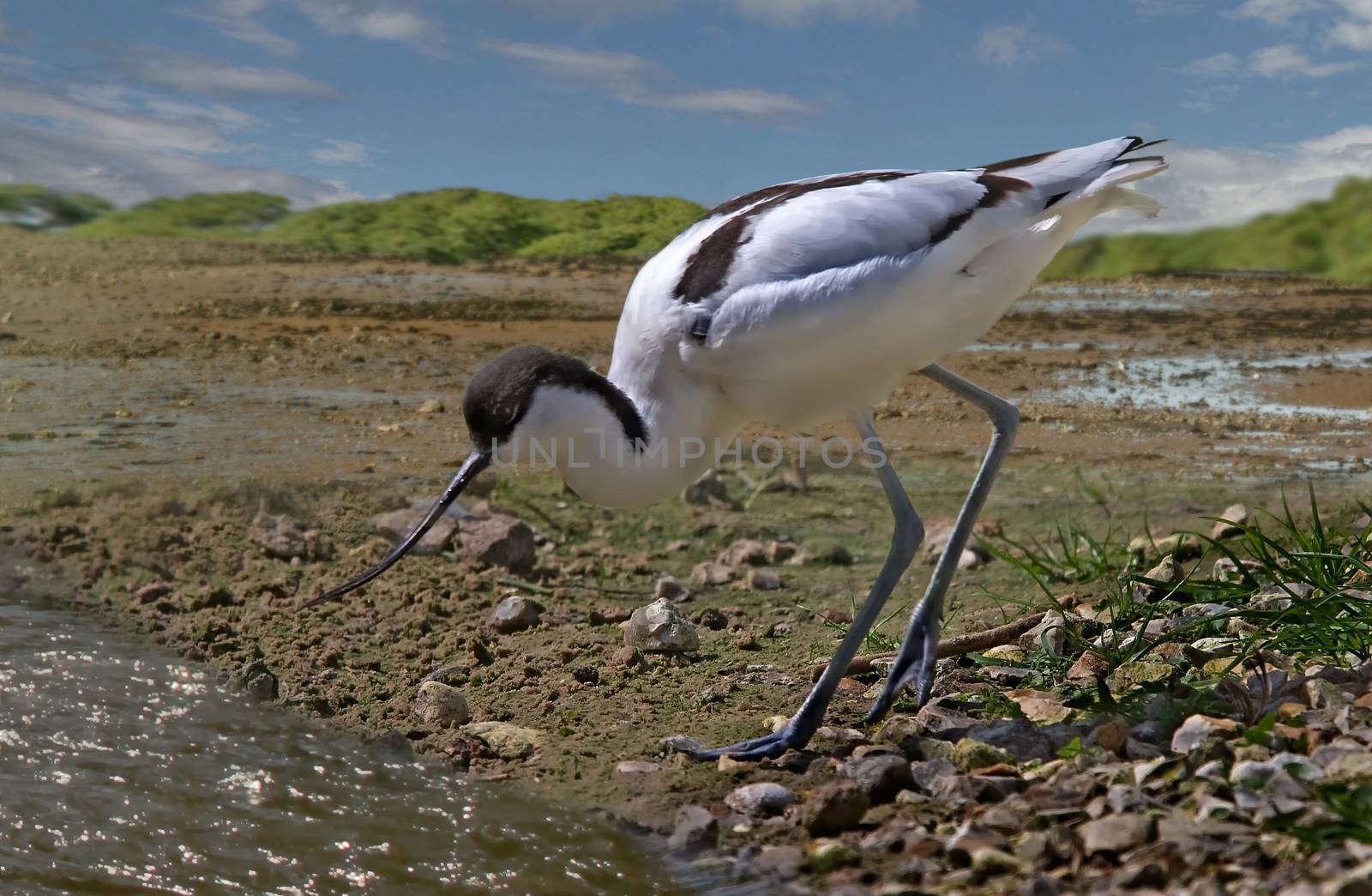 An Avocet searches for food at low tide in the estuary.