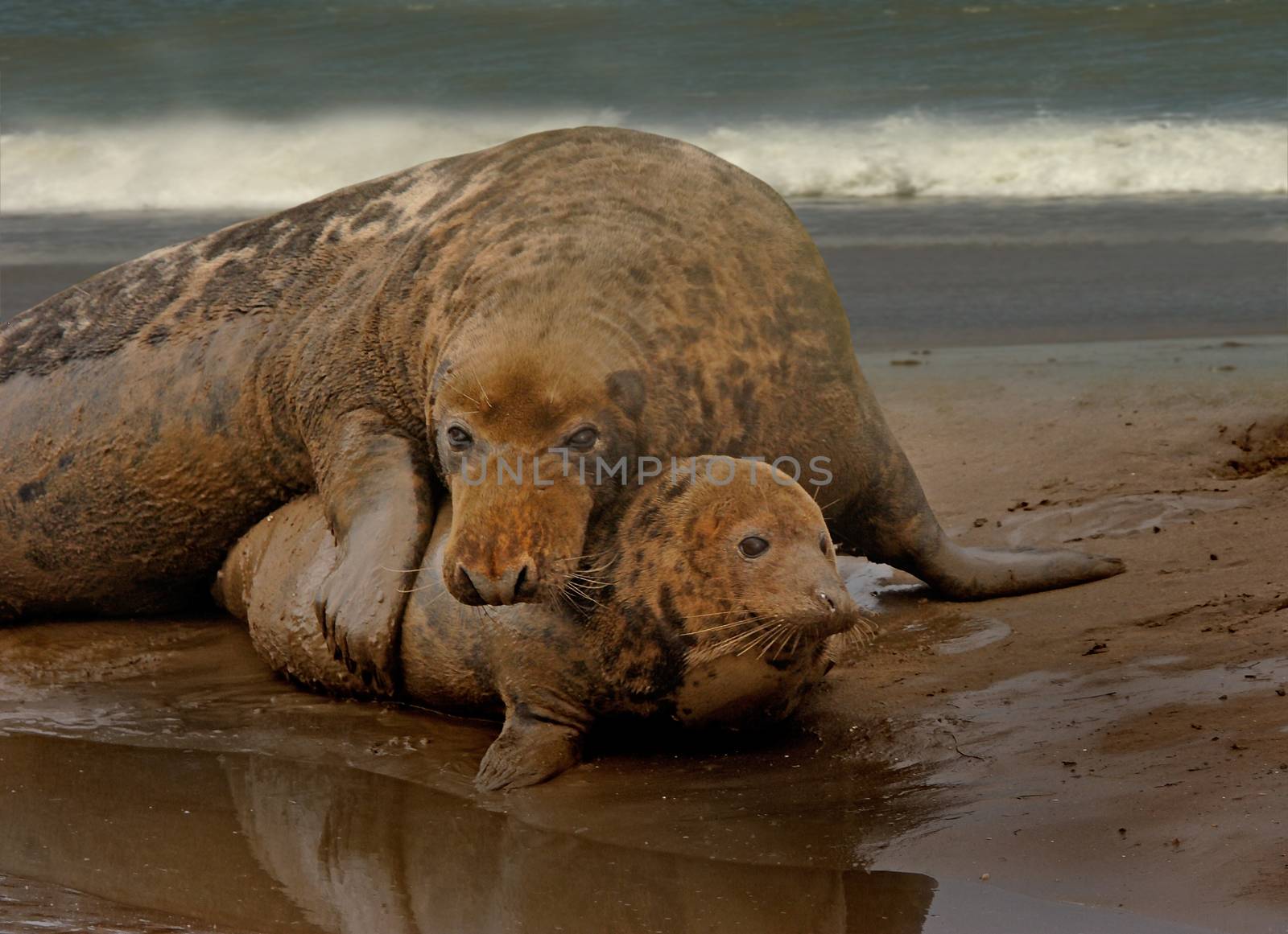 A small female Atlantic Grey Seal has attracted the attention of a large male, during mating time at Donna Nook in Lincolnshire, England.