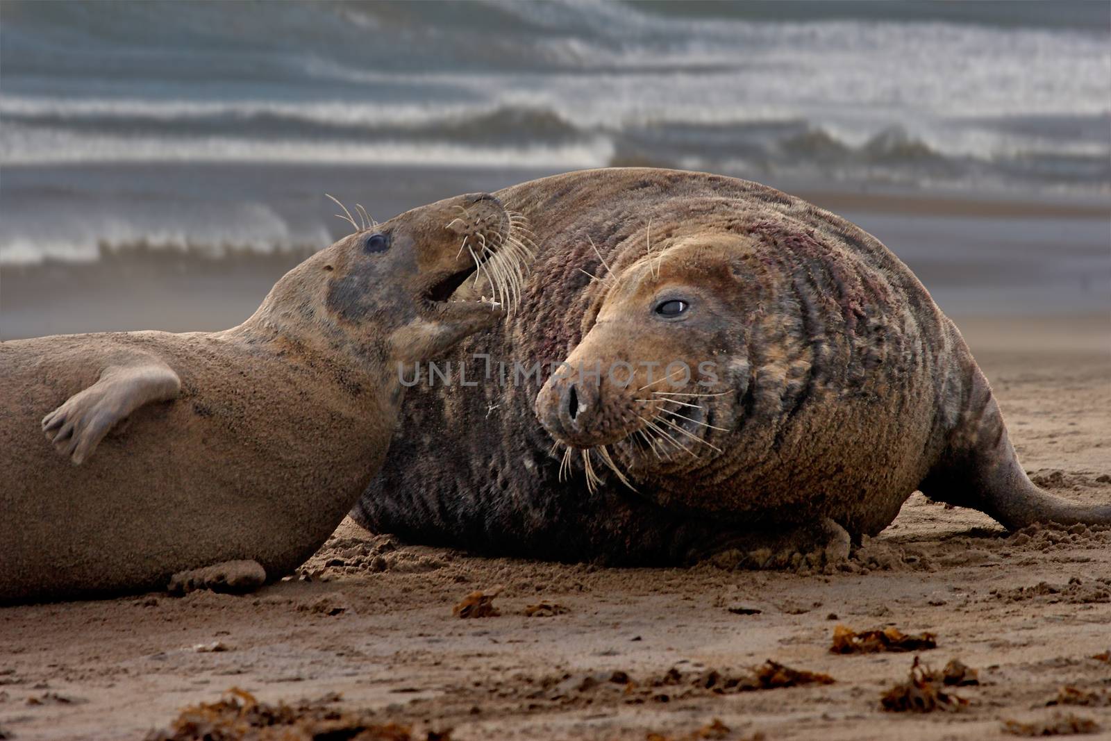 A male and a female Atlantic Grey Seal are attracted to each other at mating time, on the beach at Donna Nook in Lincolnshire England.