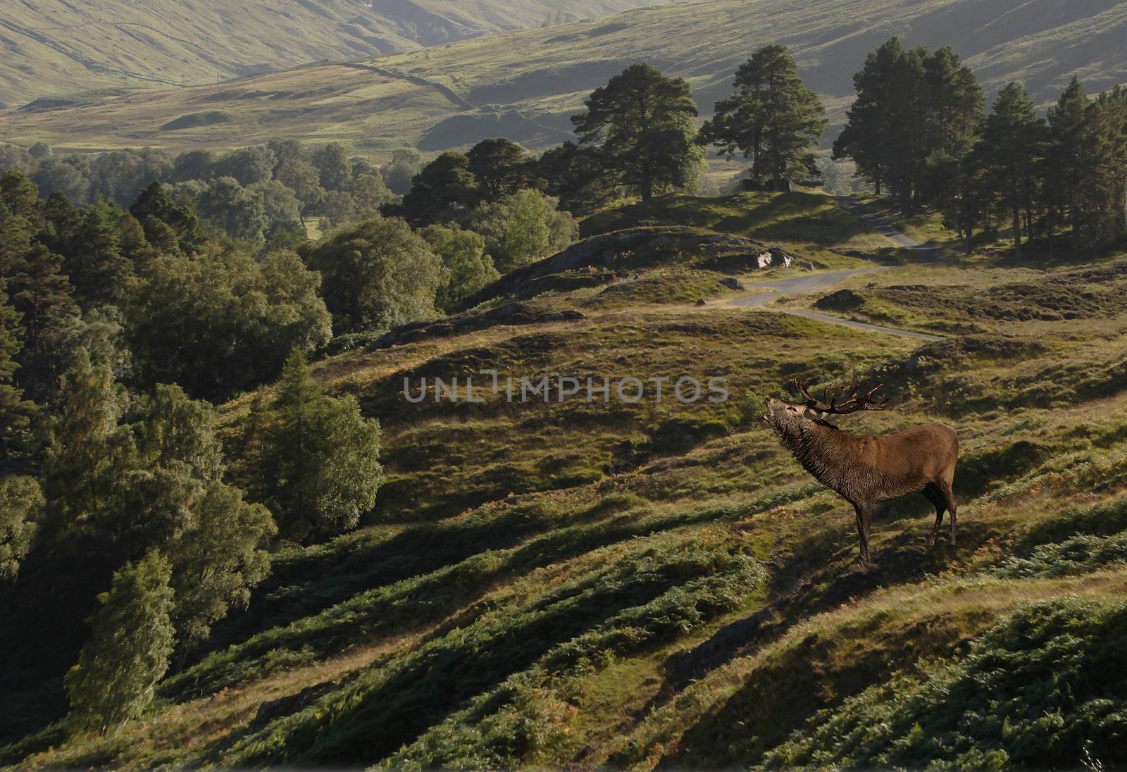 A Red Deer Stag overlooks his terratory in the valley below on Rannoch Moor in Scotland.