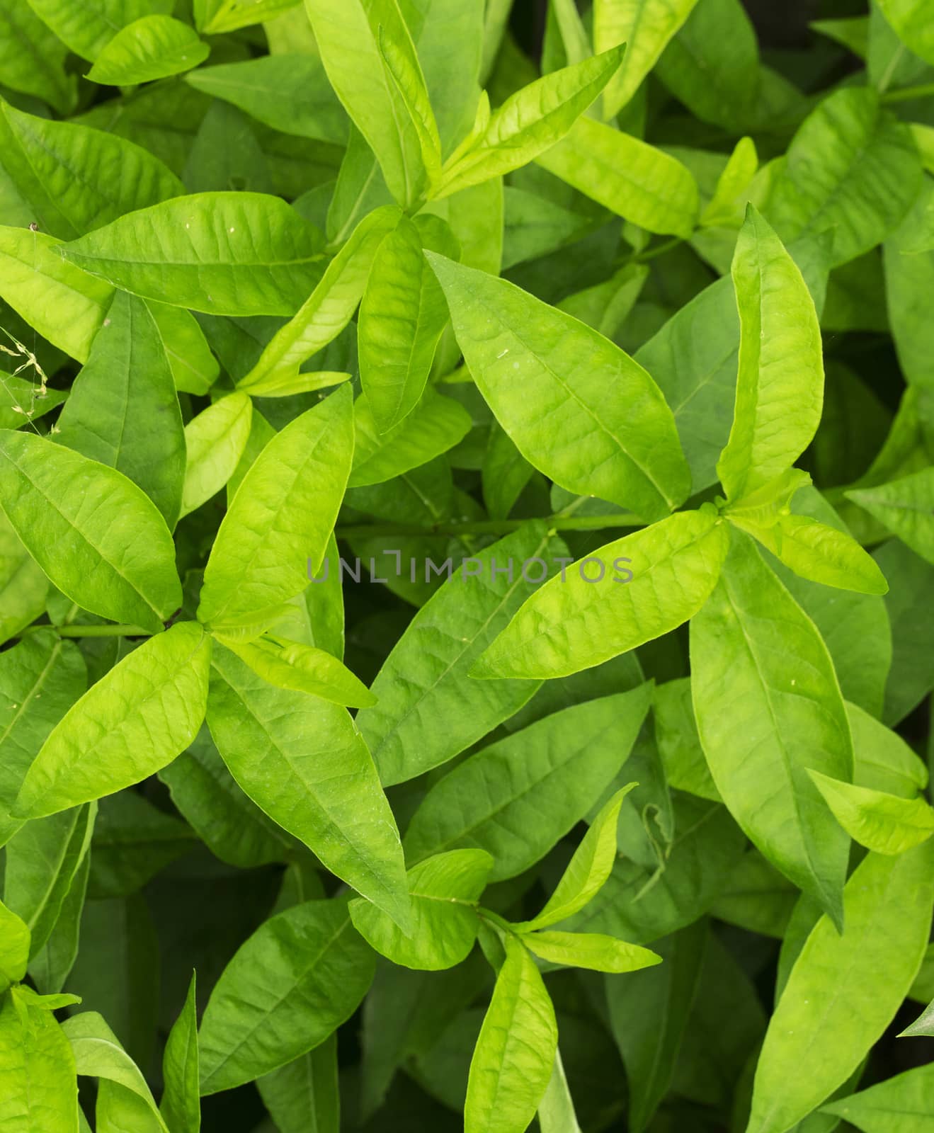 green leaf background isolated in the closeup