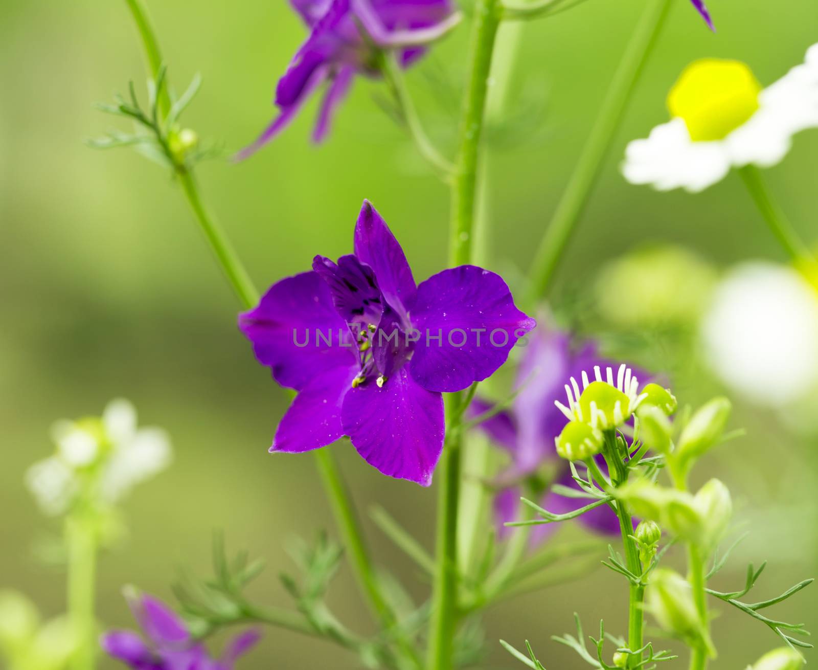 Flowerbed with sage flowers - toned image in the closeup