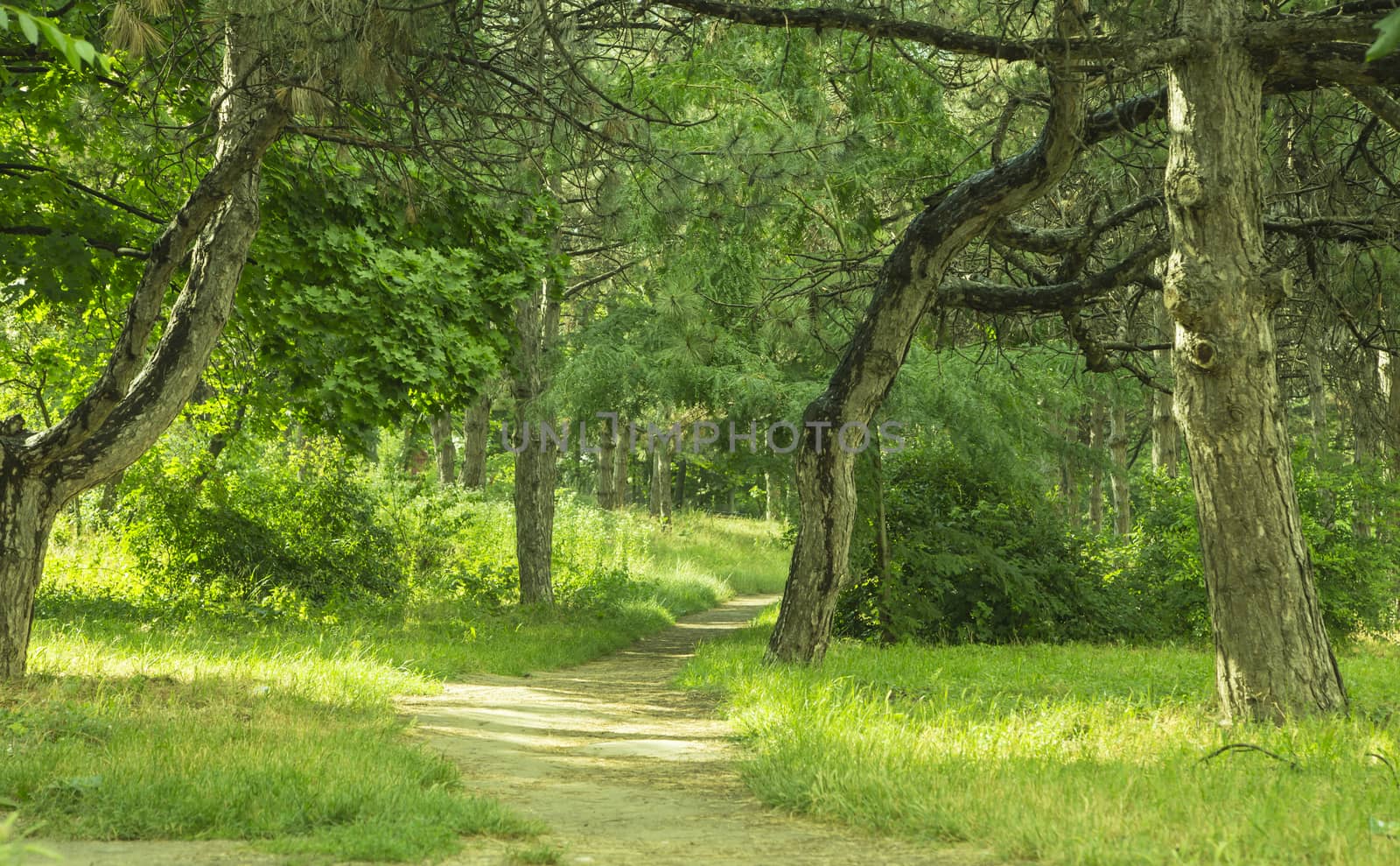 Path by early summer forest isolated in the closeup