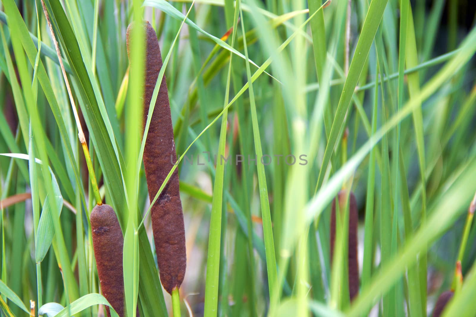big green reed in summer season. nature