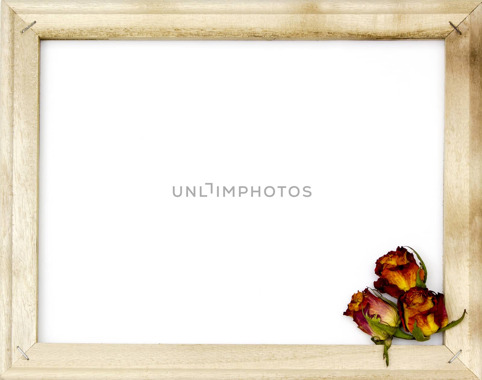 three dried roses in old picture frame