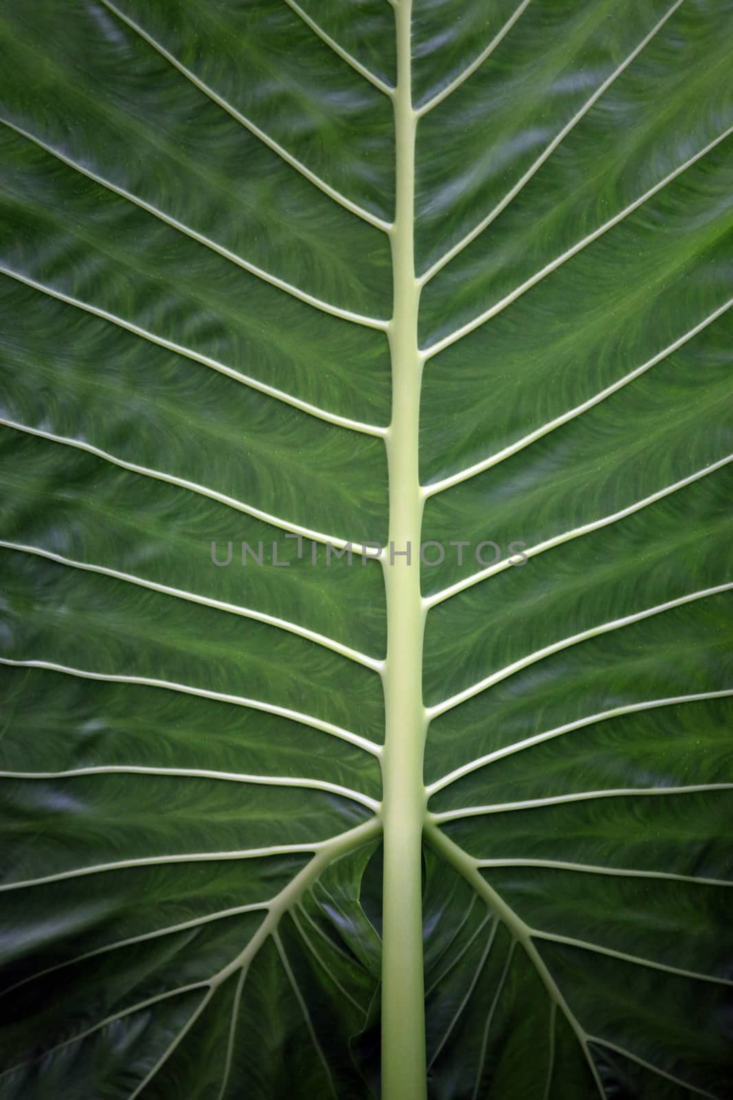 Green Leaf Veins Close-up, Natural background 