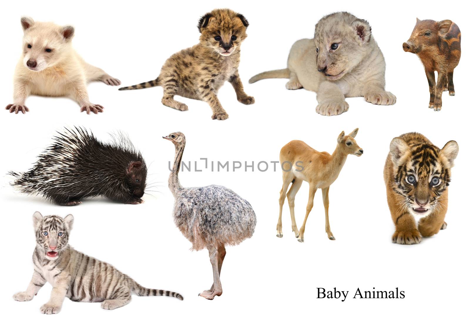 baby animals collection isolated on white background