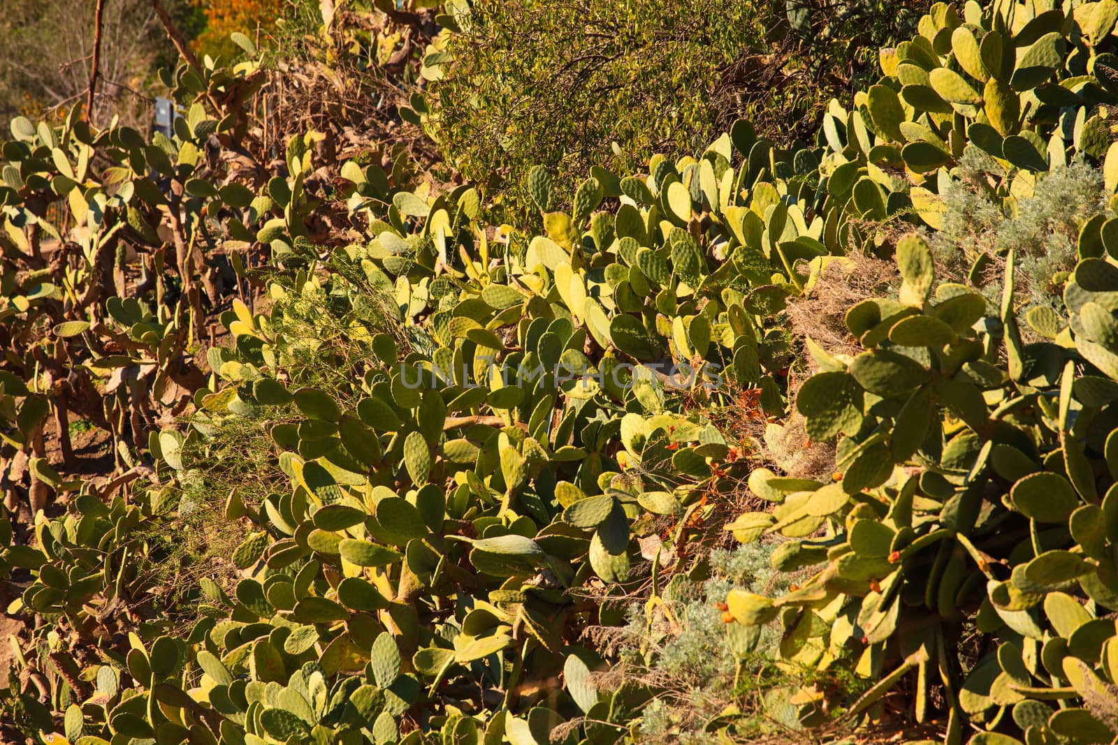 View of Prickly pears plant in leonforte