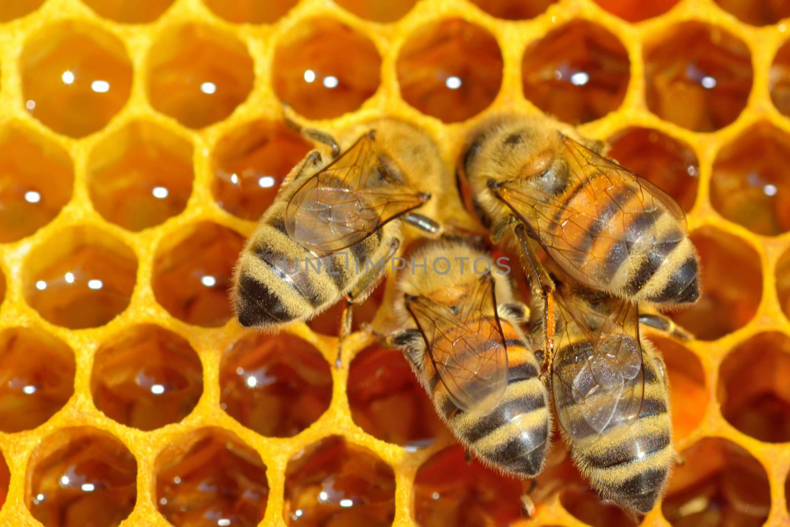 Close up view of the working bees on honey cells