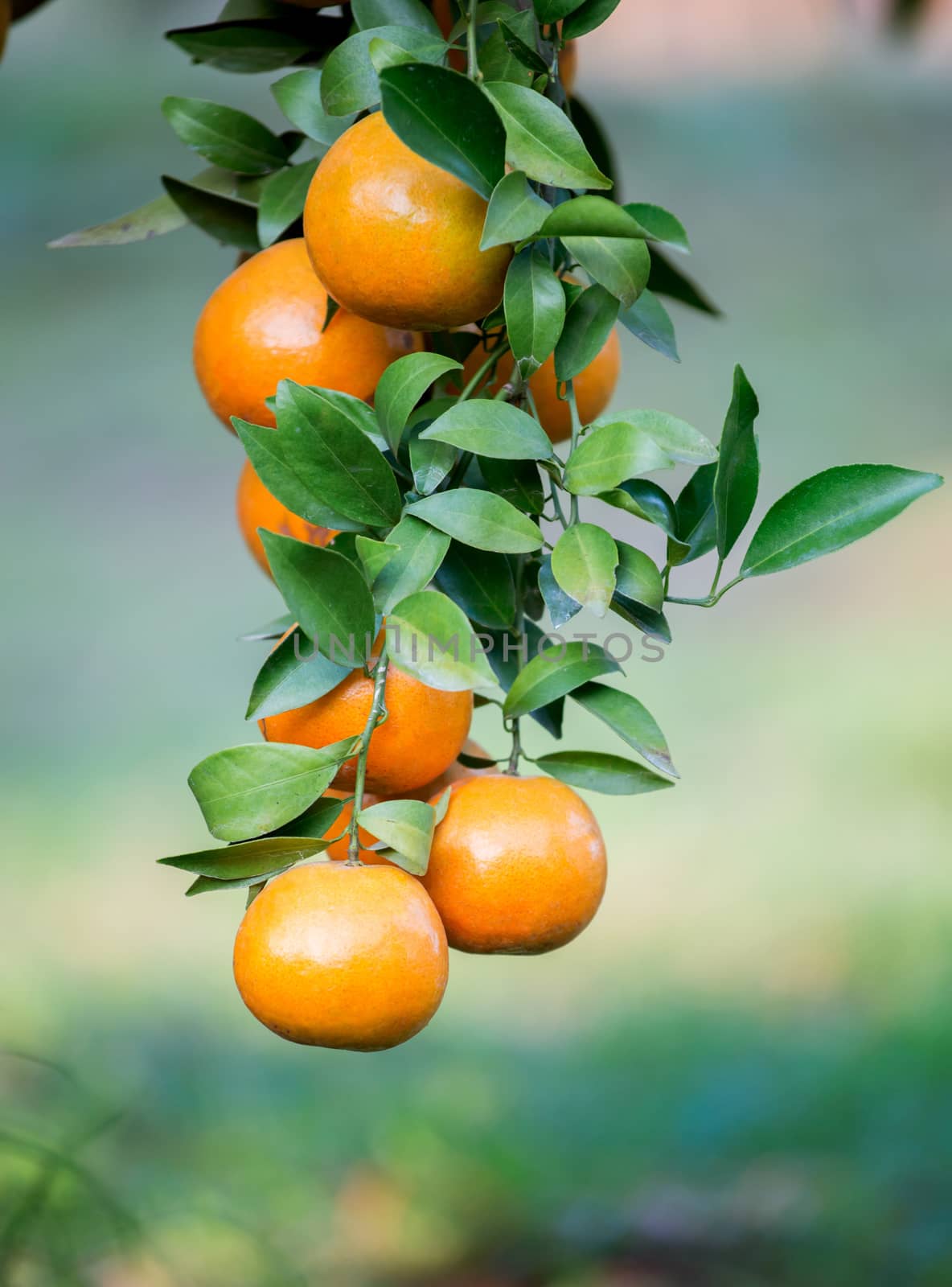 fresh orange hang on tree