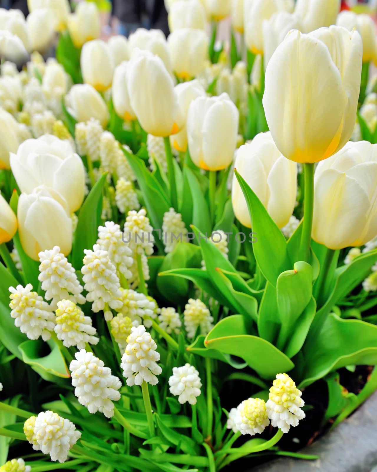 Muscari botryoides and tulips in spring time