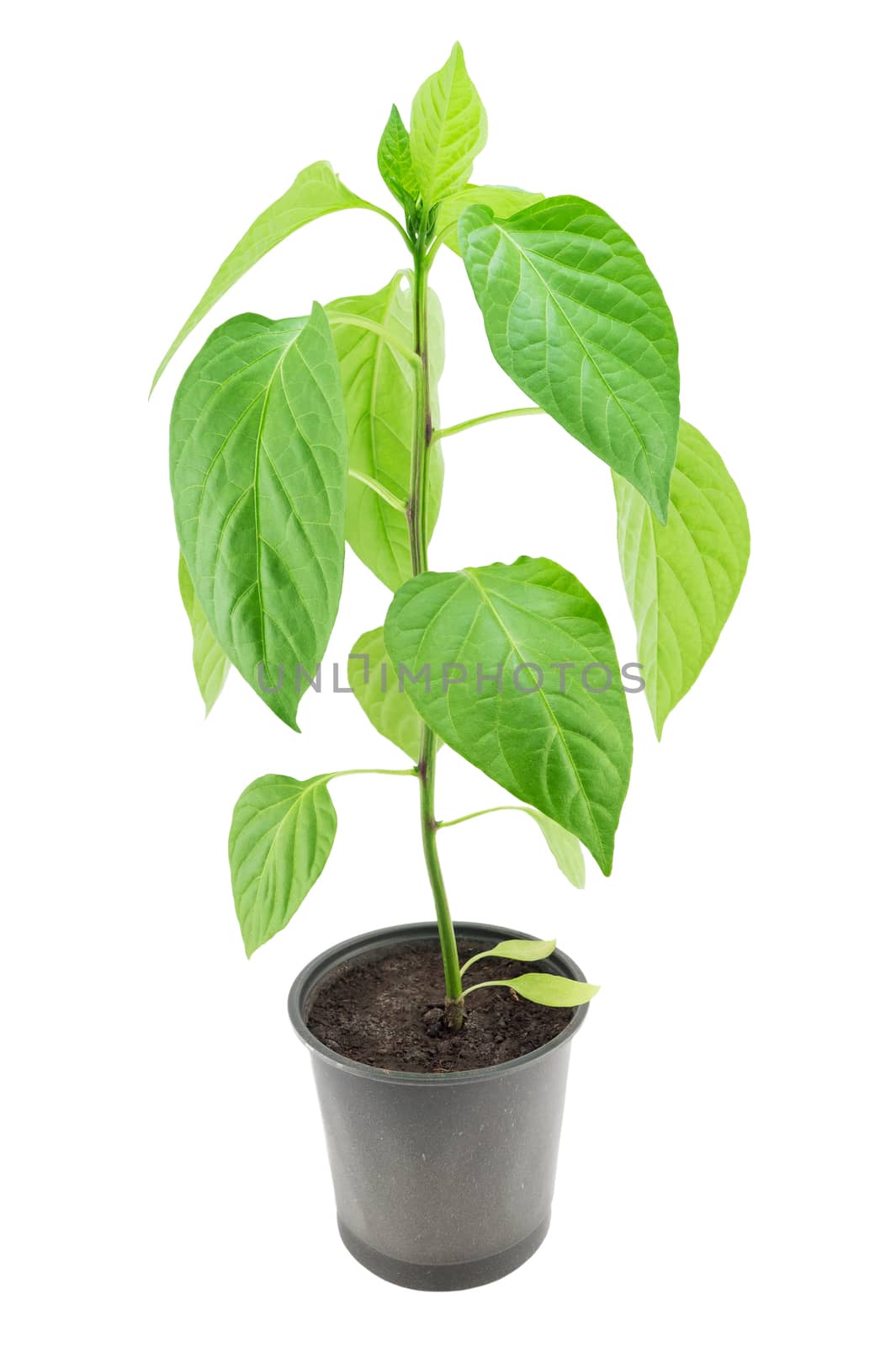 Pepper seedling isolated on a white background 