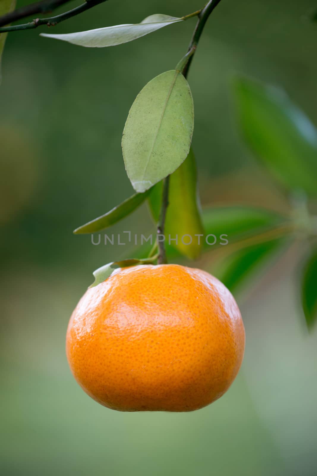 fresh orange hang on tree