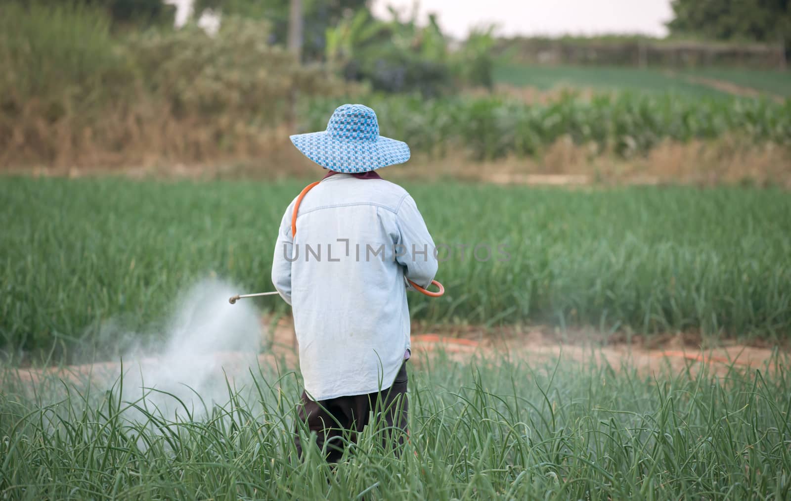 farmer spraying pesticide at onion field in thailand