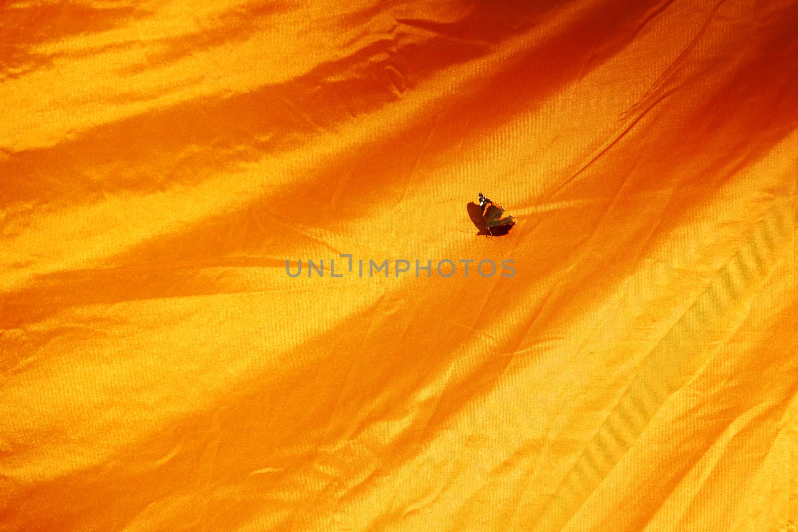 butterfly on big red and orange silk