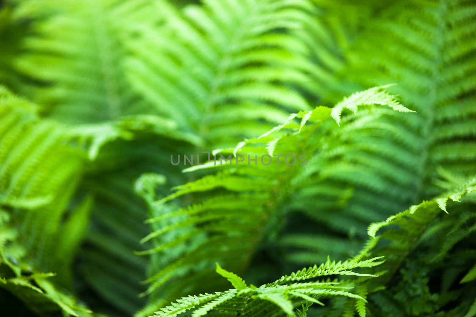 Beautiful green fern stems and leaves (Pteridophyta)