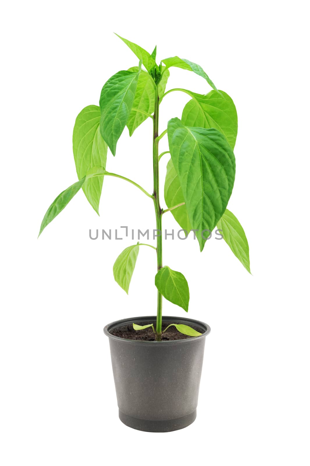 Pepper seedling isolated on a white background 