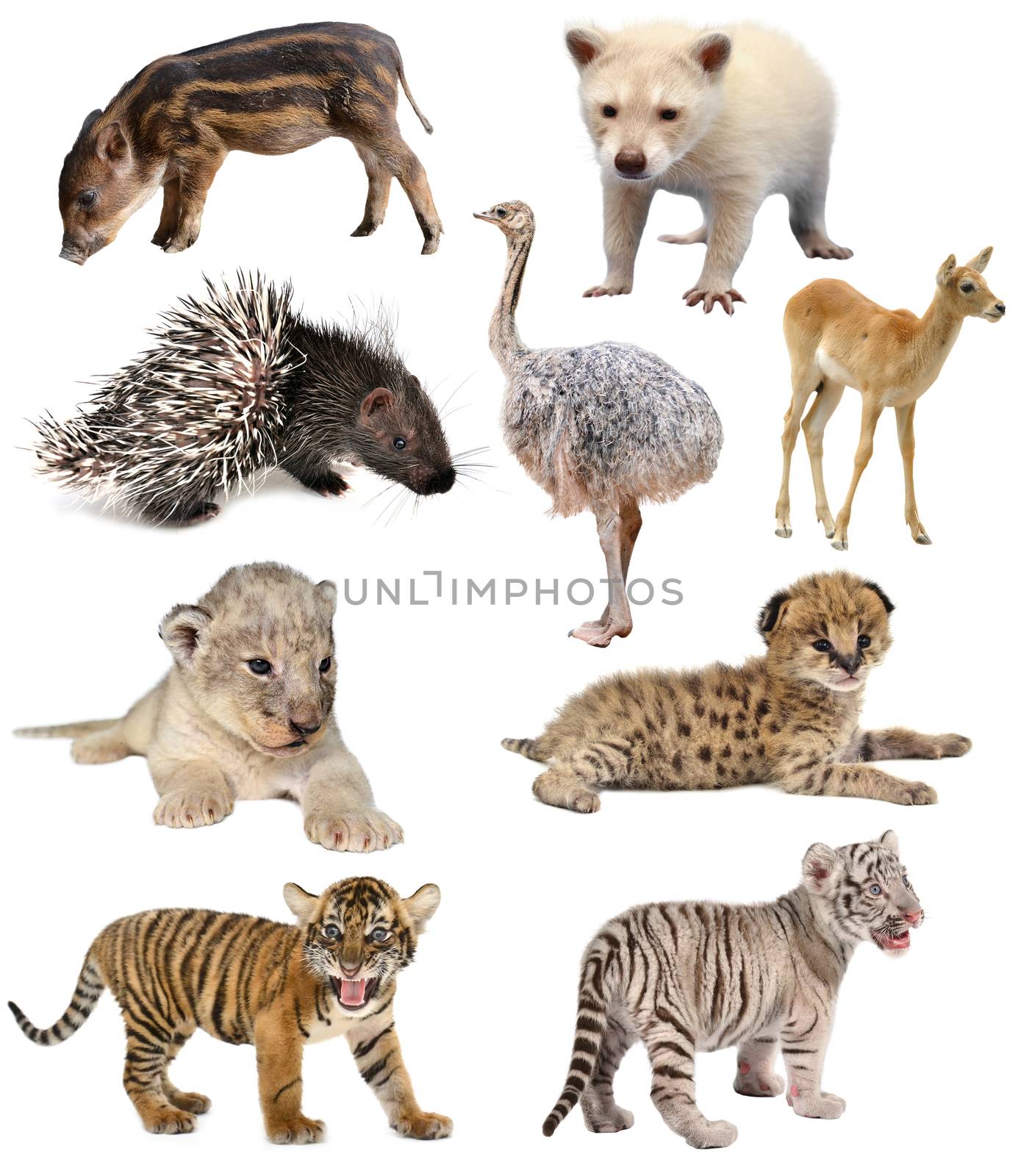 baby animals collection isolated on white background