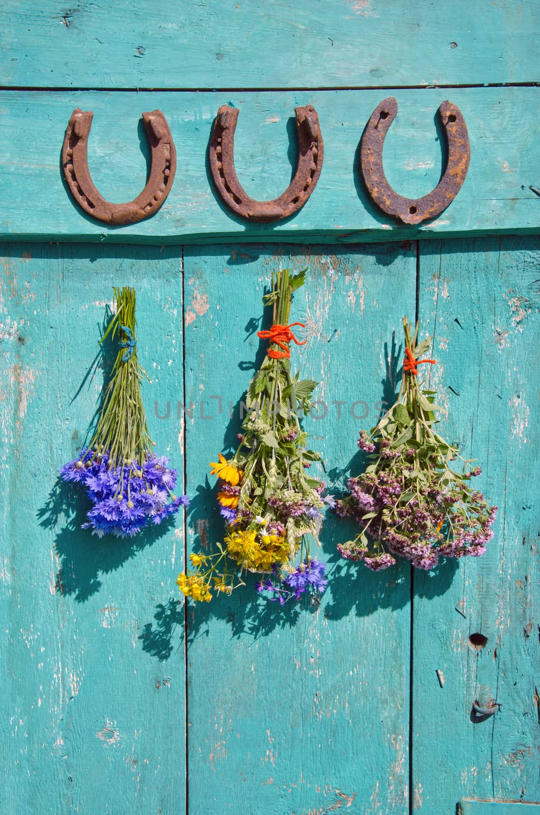 rusty horseshoe luck symbol and herbal medicine plants flowers bunch on wooden farm wall