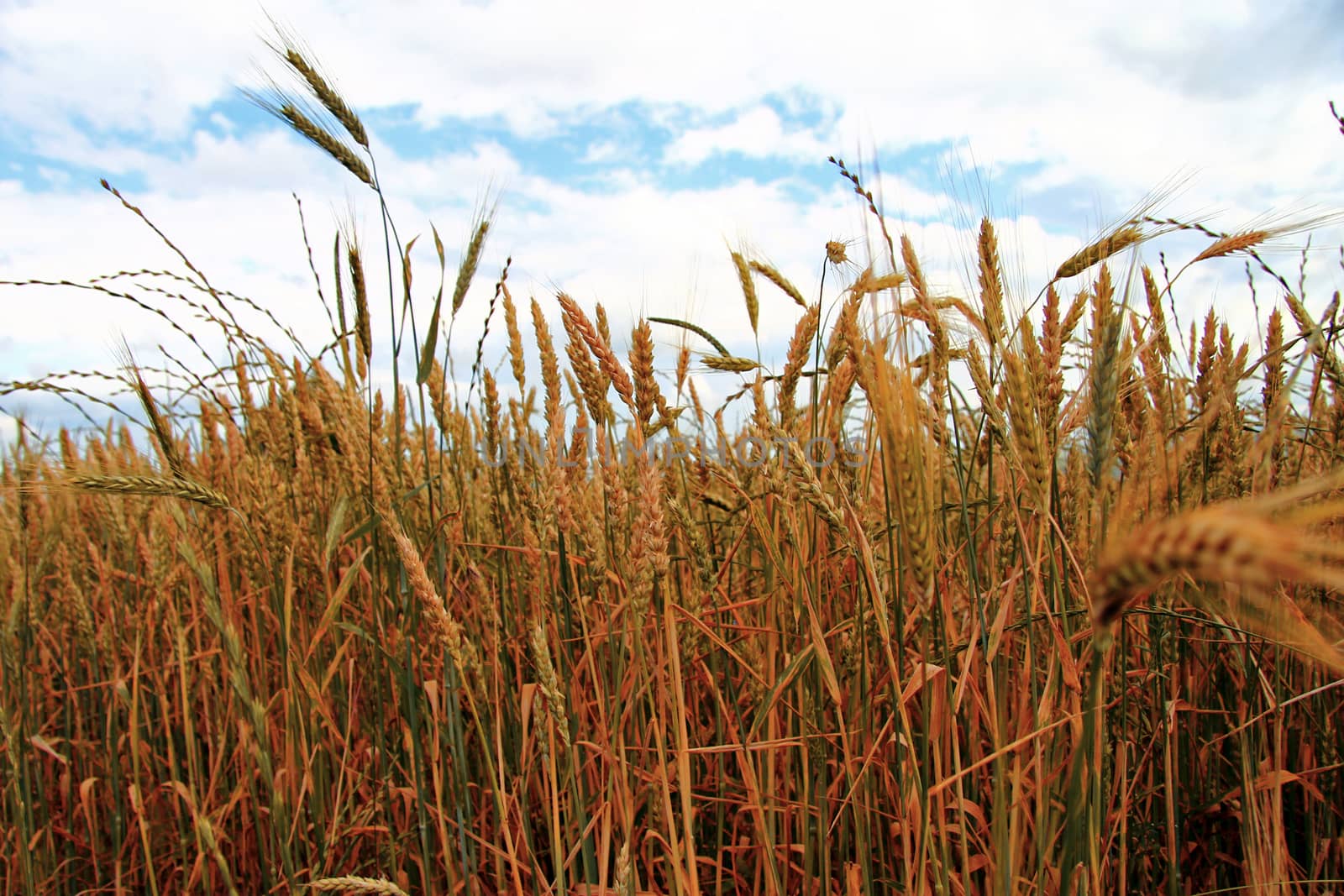 Golden Ears On The Summer Field Before Harvest