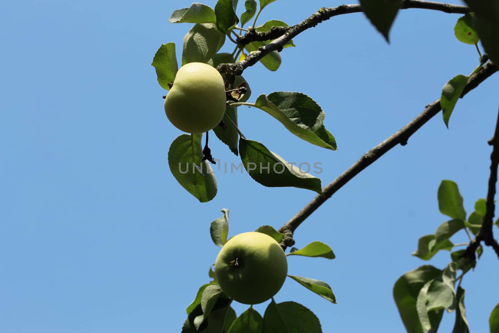 Green And Red Apple Hanging On Tree against blue sky