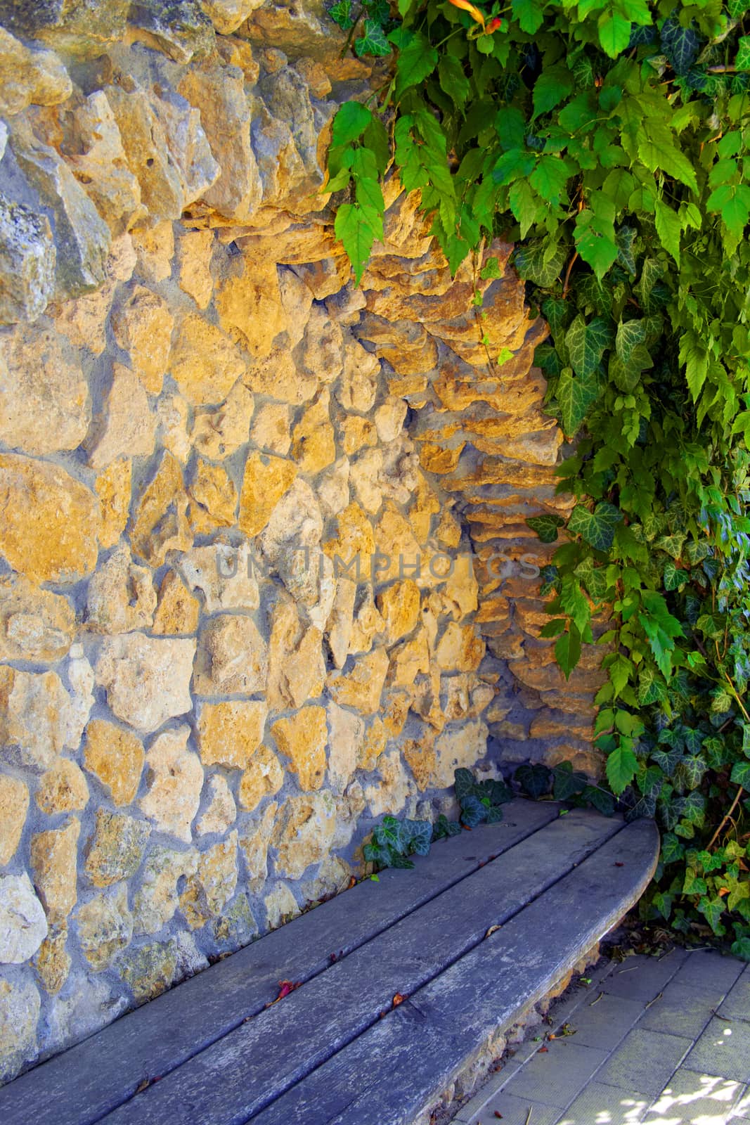 beauty wild grapes wall  as background