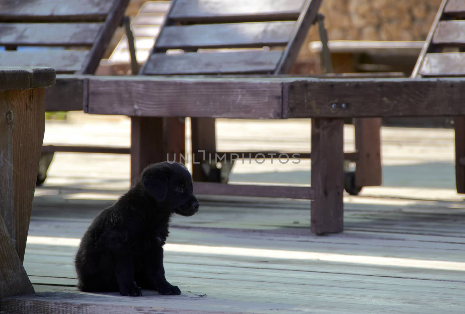 small puppy on the yard