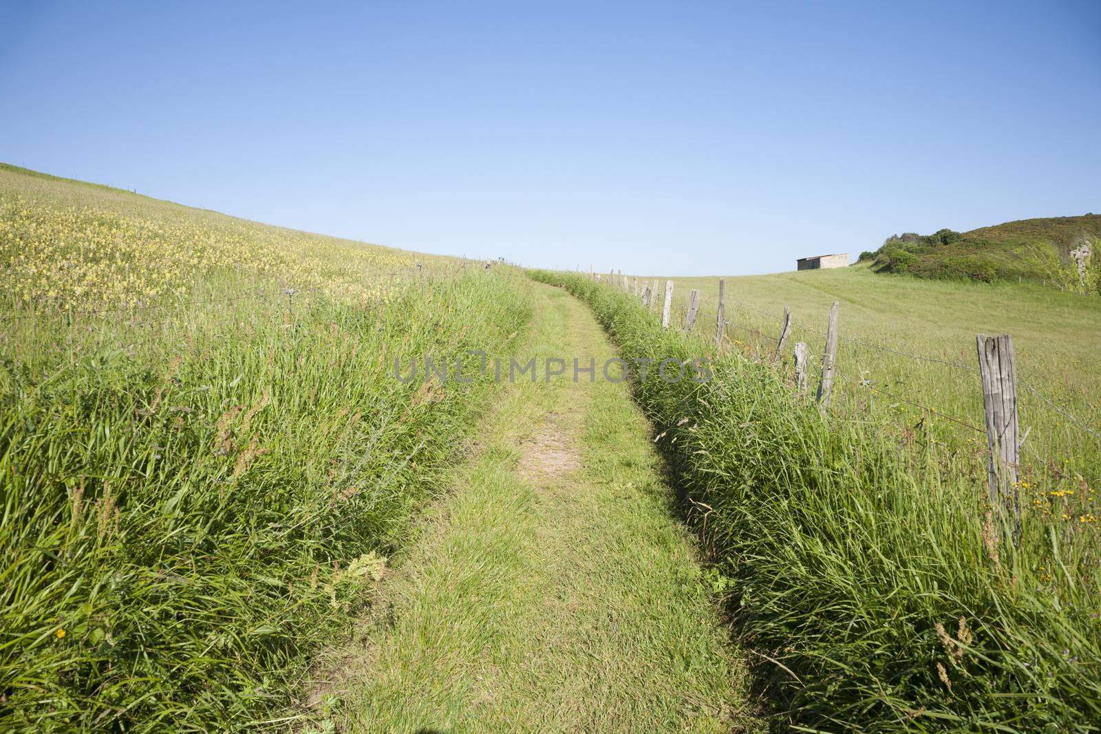 green meadow landscape with rural path in Asturias Spain Europe
