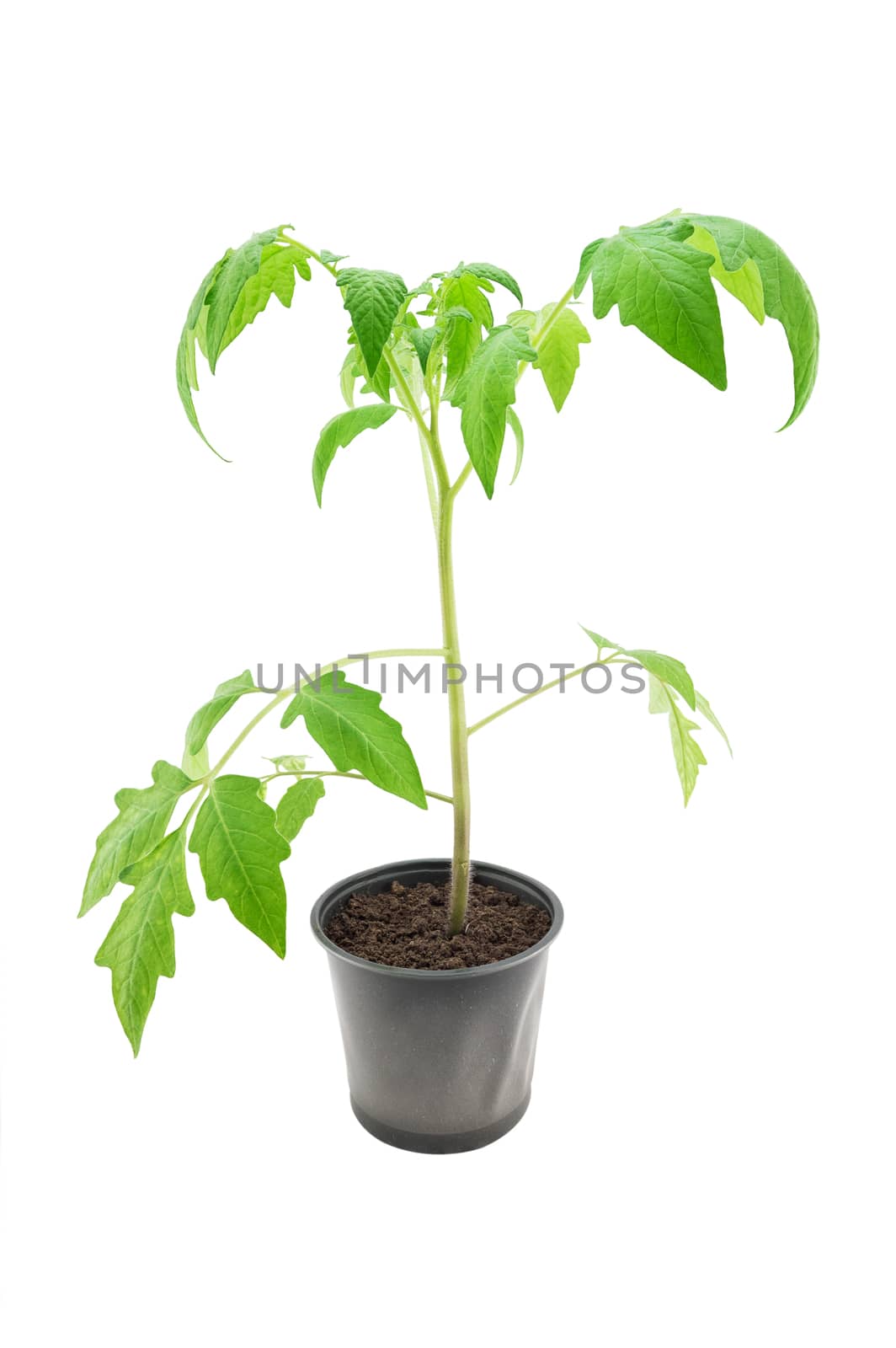 Tomato seedling isolated on a white background 